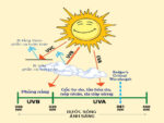 Kem chống nắng bảo vệ da khỏi tác hại của tia UV