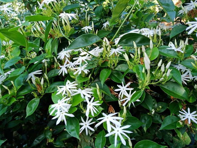 Tác dụng của cao chè vàng giải nhiệt